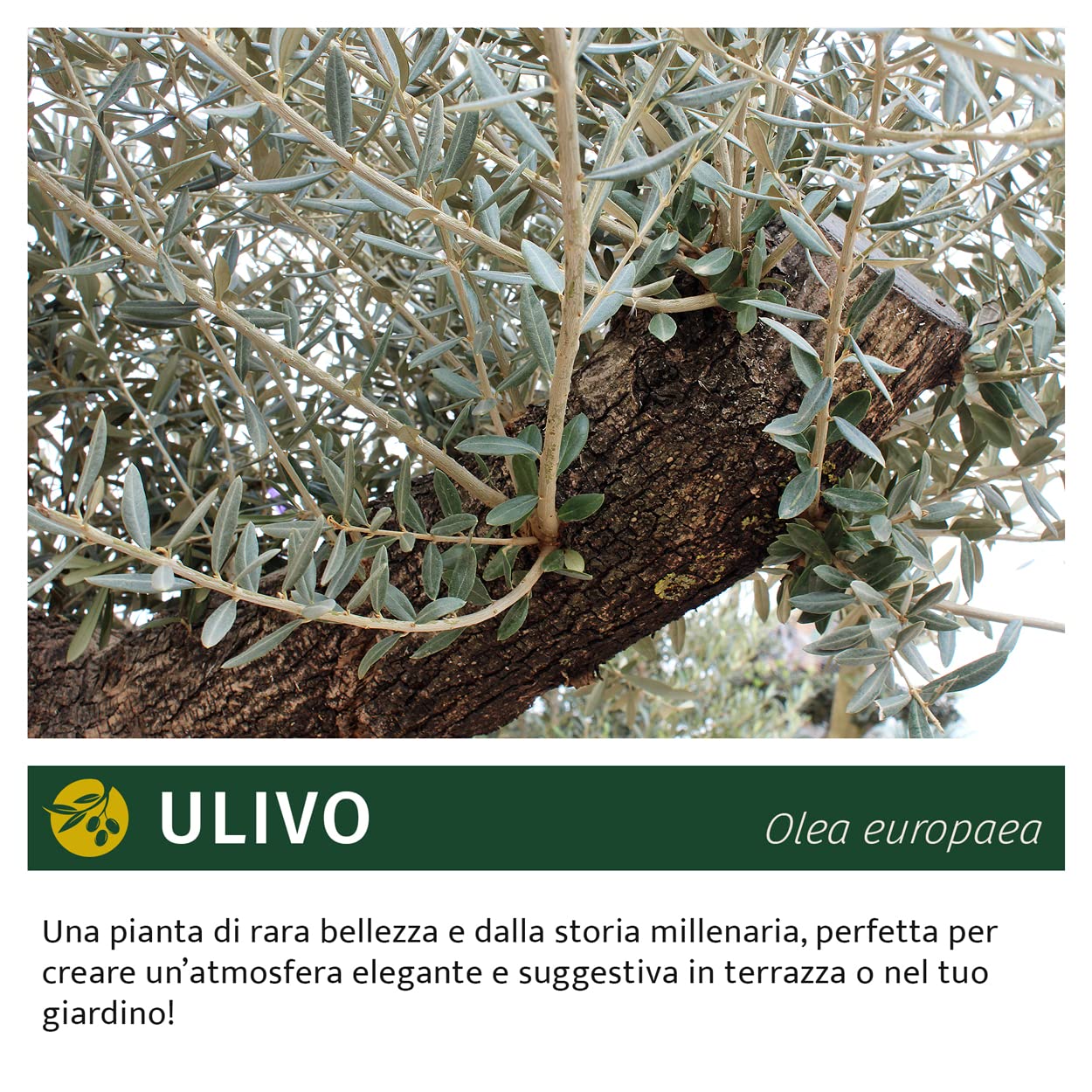 KENTIS - Véritable Bonsaï Olivier Hauteur Environ 200 cm - Olea Europea Bonsaï Circonférence du Tronc Environ 60-100 cm - Plante d'Extérieur pour les Jardins - Plante Ornementale - Olivier