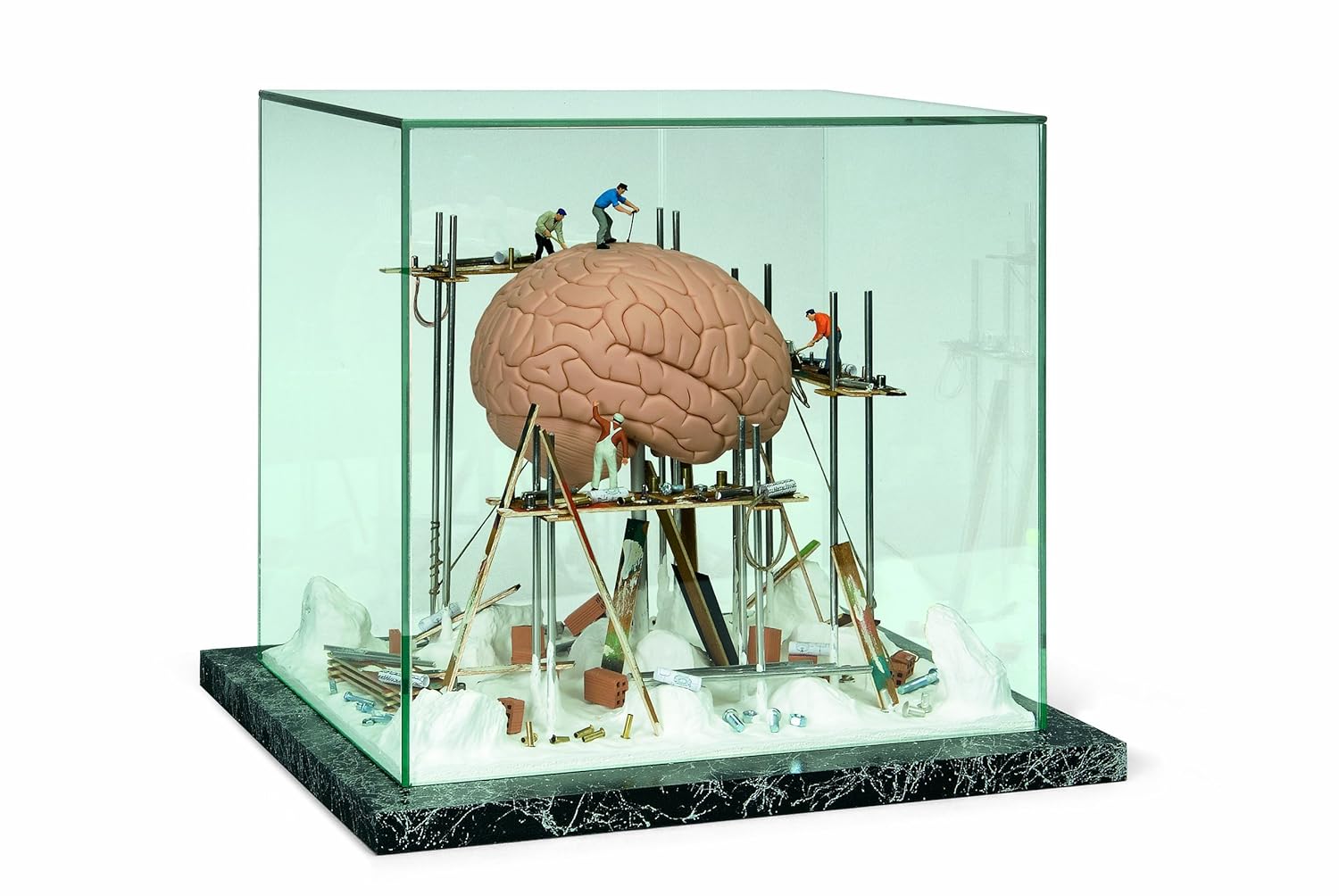 3B Scientific W23026 Large Showcase "Jaw", 9.8" Length x 19.7" Width x 11" Height