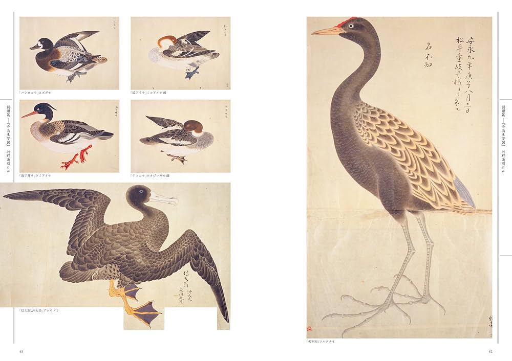 江戸鳥類大図鑑 : よみがえる江戸鳥学の精華『観文禽譜』ケース付き 江戸鳥類大図鑑 : よみがえる江戸鳥学の精華『観文禽譜』(堀田正