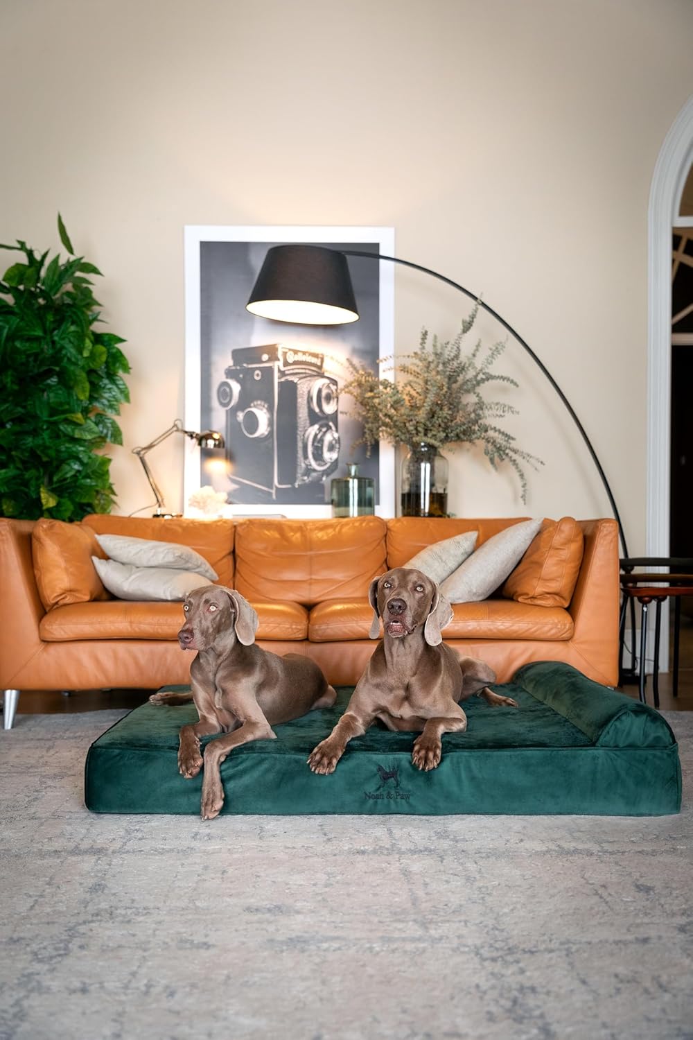 Ultimate Comfort: NOAH & PAW XXL Orthopedic Dog Bed Review