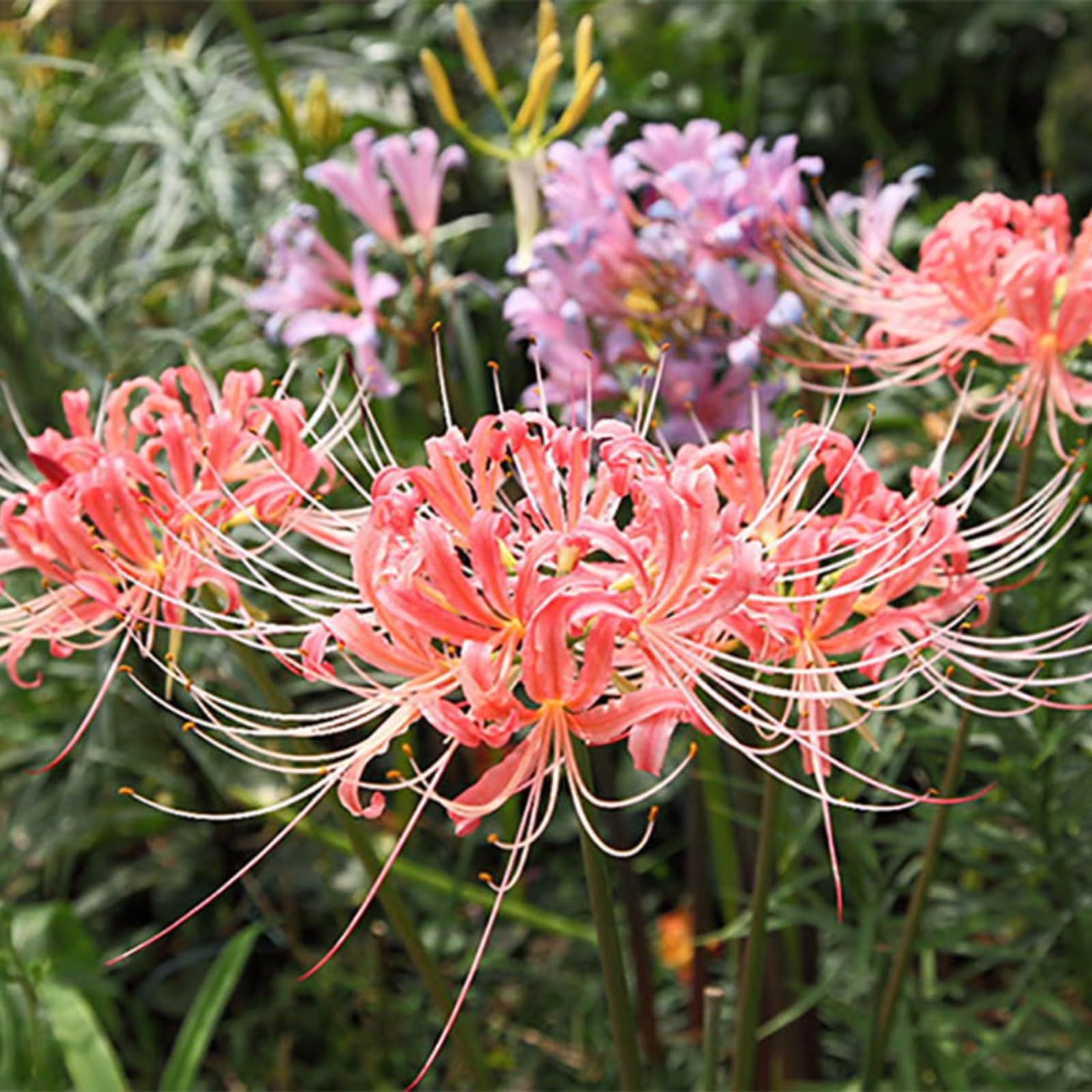 Iridescent,Perennial,Hardy,Gorgeous Spider Lily Bulbs Mix UK,Good for Containers,Flowering Rhizome,Excellent Display,Balcony Garden Bulbs.-4bulbs-D