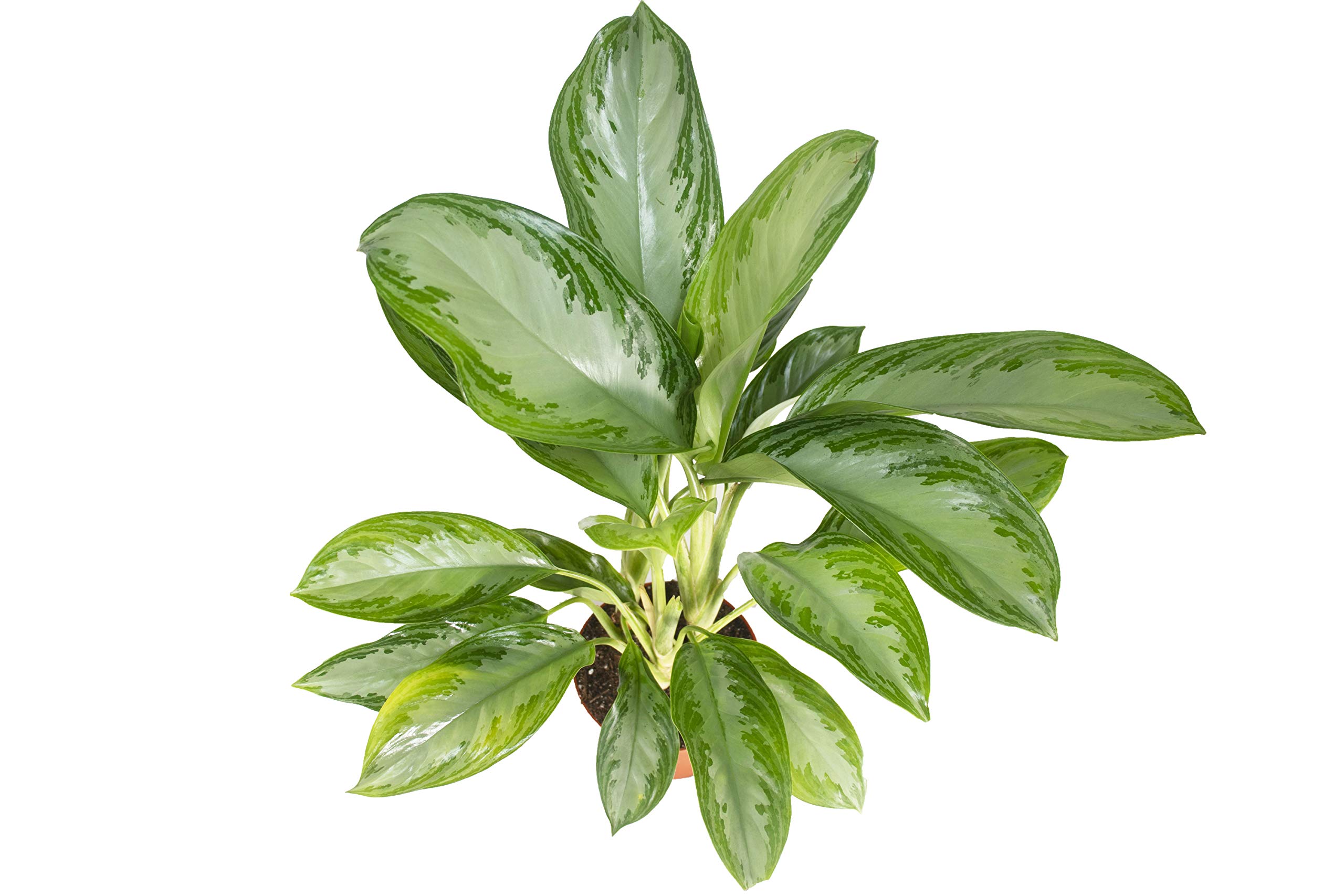 Aglaonema Silver Bay
