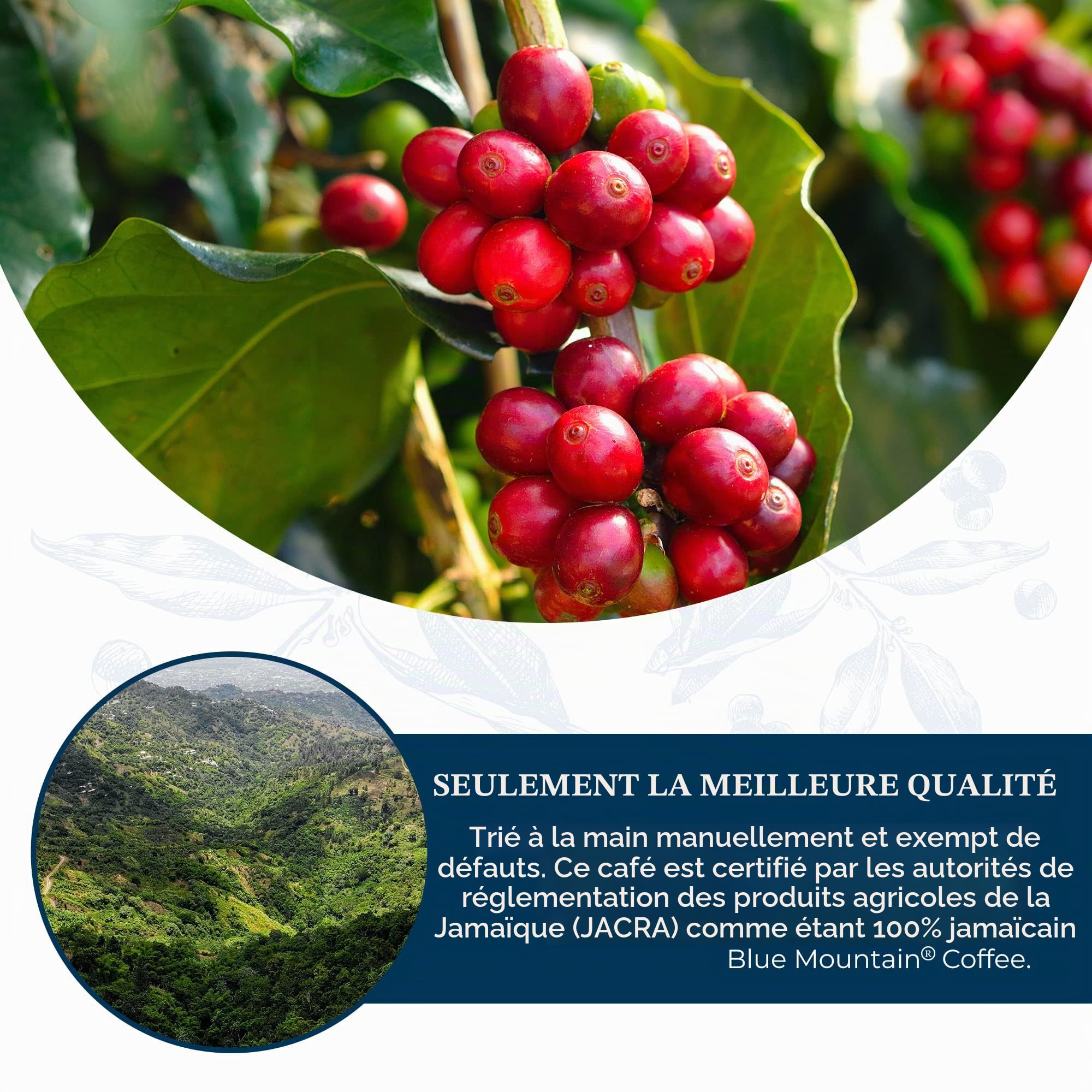 JA Coffee - Café 100% Blue Mountain de Jamaïque, Torréfaction moyenne, Grains entiers - Arabica de qualité supérieure, Sac de 340 grammes (0,75 livres - 12 onces)