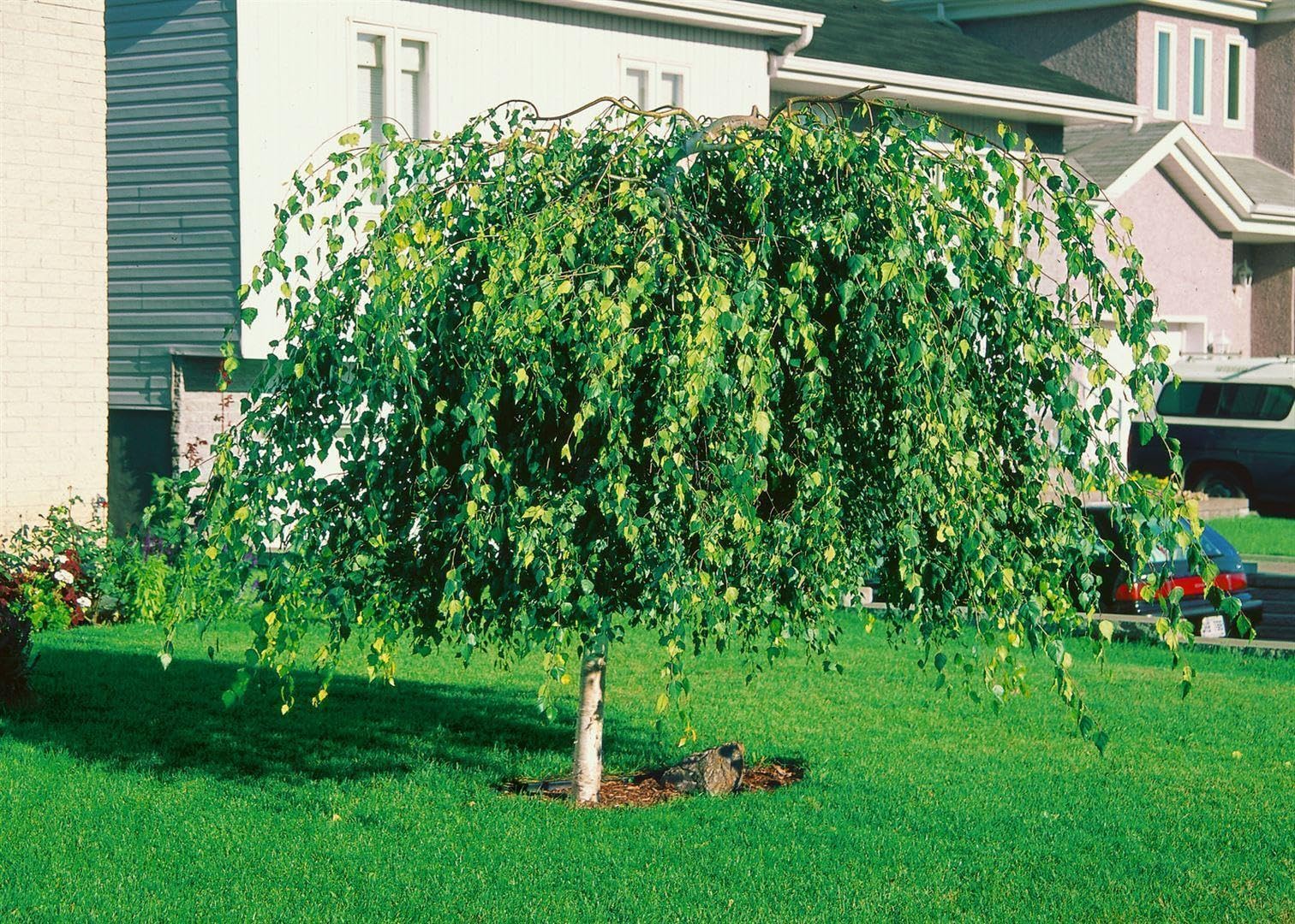 Betula pendula 'Youngii' Sta C15 korona jednoczęściowa. 180- brzoza płacząca "Youngii", mrozoodporna, niemiecka jakość szkółki drzewnej, w doniczce dla optymalnego wzrostu