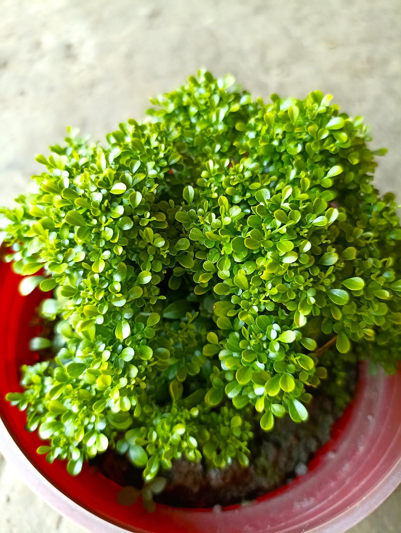 Air purifier live plants for home decor,live plants for air purifier home decor,Kamini plant (Pack of 1) (B0CPT618QY) Amazon Price History, Amazon Price Tracker