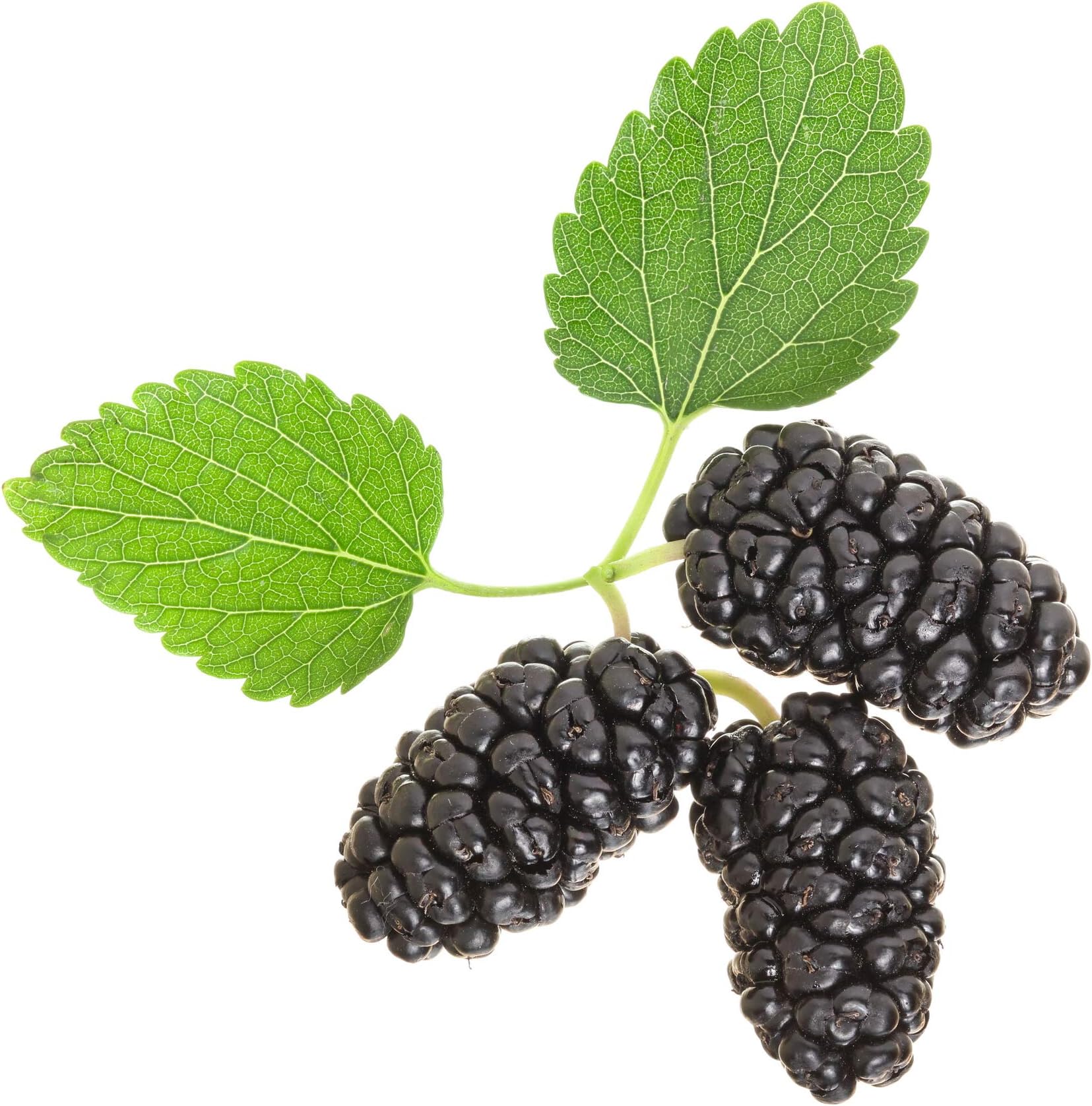 Black Mulberry 50 Seeds (Morus nigra) Non GMO - Open Pollinated - Heirloom