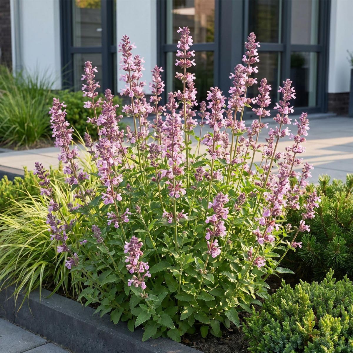 MyGreenHelp - Nepeta 'Wild Orchid' - Set 3 Piante Vere Vaso 11 cm - Nepeta Perenne, Fiori Rosa-Malva, Pieno Sole