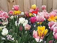 Vista 1 de Mezcla de tulipanes perennes, 20 bulbos de otoño grandes para plantar, varios