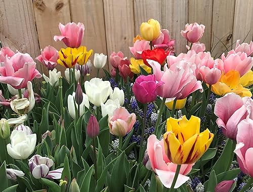 Mezcla de tulipanes perennes, 20 bulbos de otoño grandes para plantar, varios colores