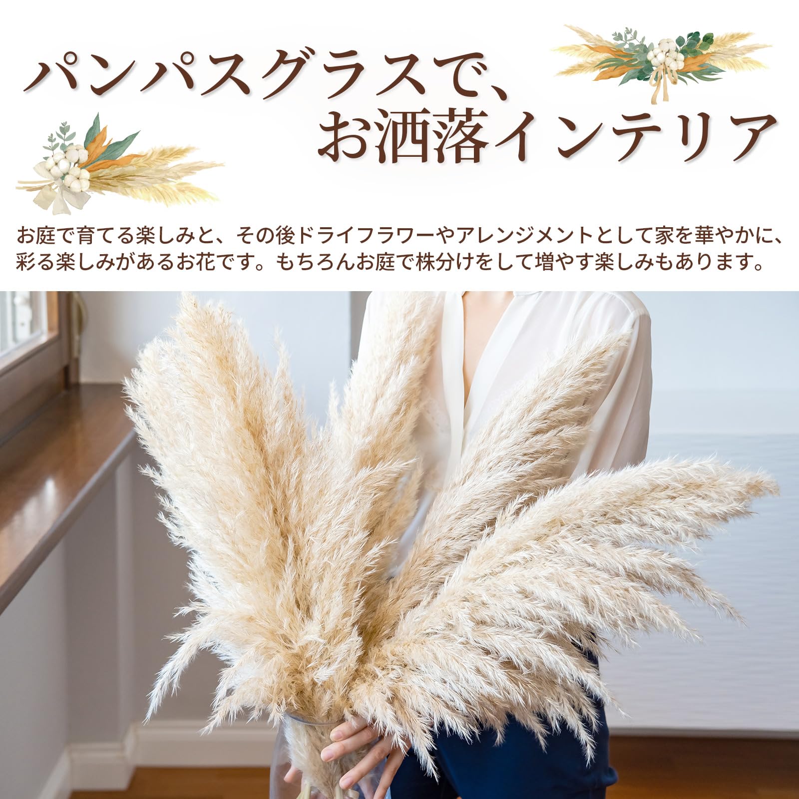 Amazon｜パンパスグラス ポット苗 【 ピンク 】シロガネヨシ 白銀葦