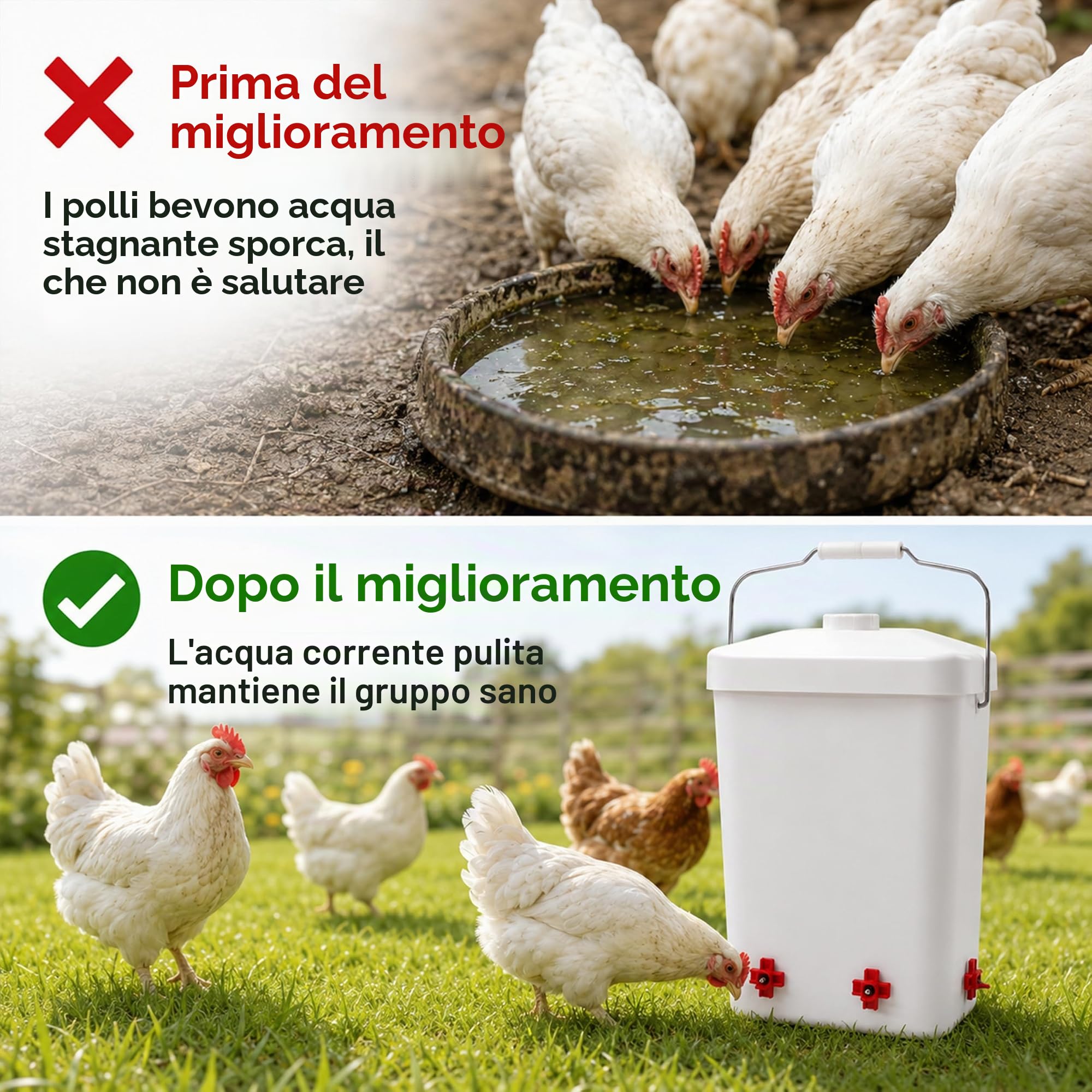 Abbeveratoio automatico per pollame 12L (3 galloni), serbatoio anti-perdita con 4 ugelli bere rossi, appoggiabile a terra o a muro per galline, pulcini e avicoli domestici in giardino e allevamento