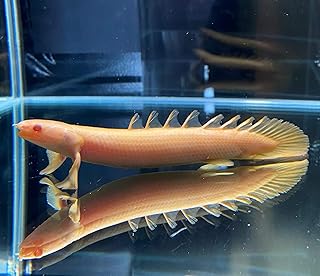 Amazon Co Jp 熱帯魚 観賞魚 水中生物 生き物 ペット用品 Amazon Co Jp 熱帯魚 観賞魚 水中生物 生き物 ペット用品
