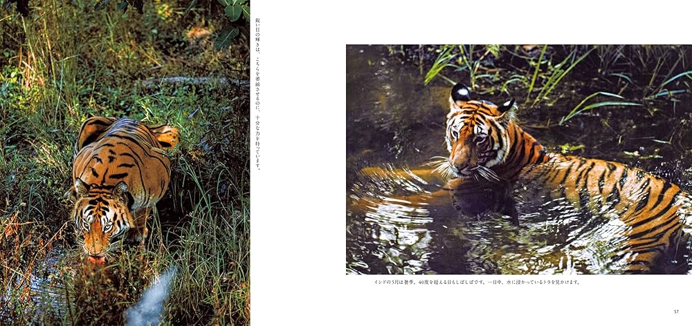 アムールトラ（シベリアトラ）写真集「東北虎 上・下巻」2冊セット 刘丹 撮影 アムールトラ（シベリアトラ）写真集「東北虎 上・下巻」2冊