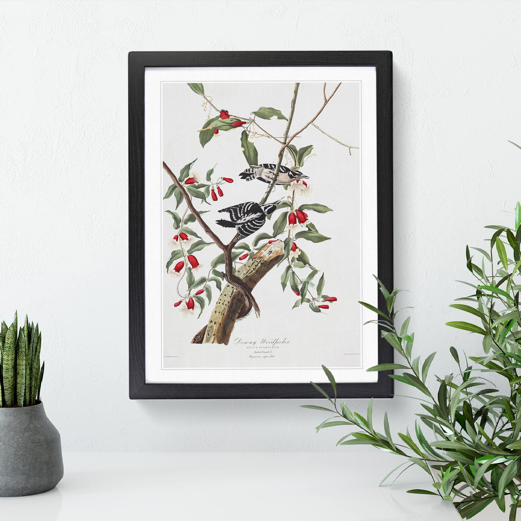 John James Audubon Downy Woodpecker Vintage Framed Wall Art Print - Image 2