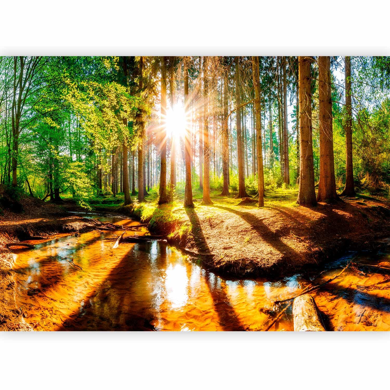 murando Photo Wallpaper Forest 100x70 cm Non-Woven Premium Art Print Fleece — image 1