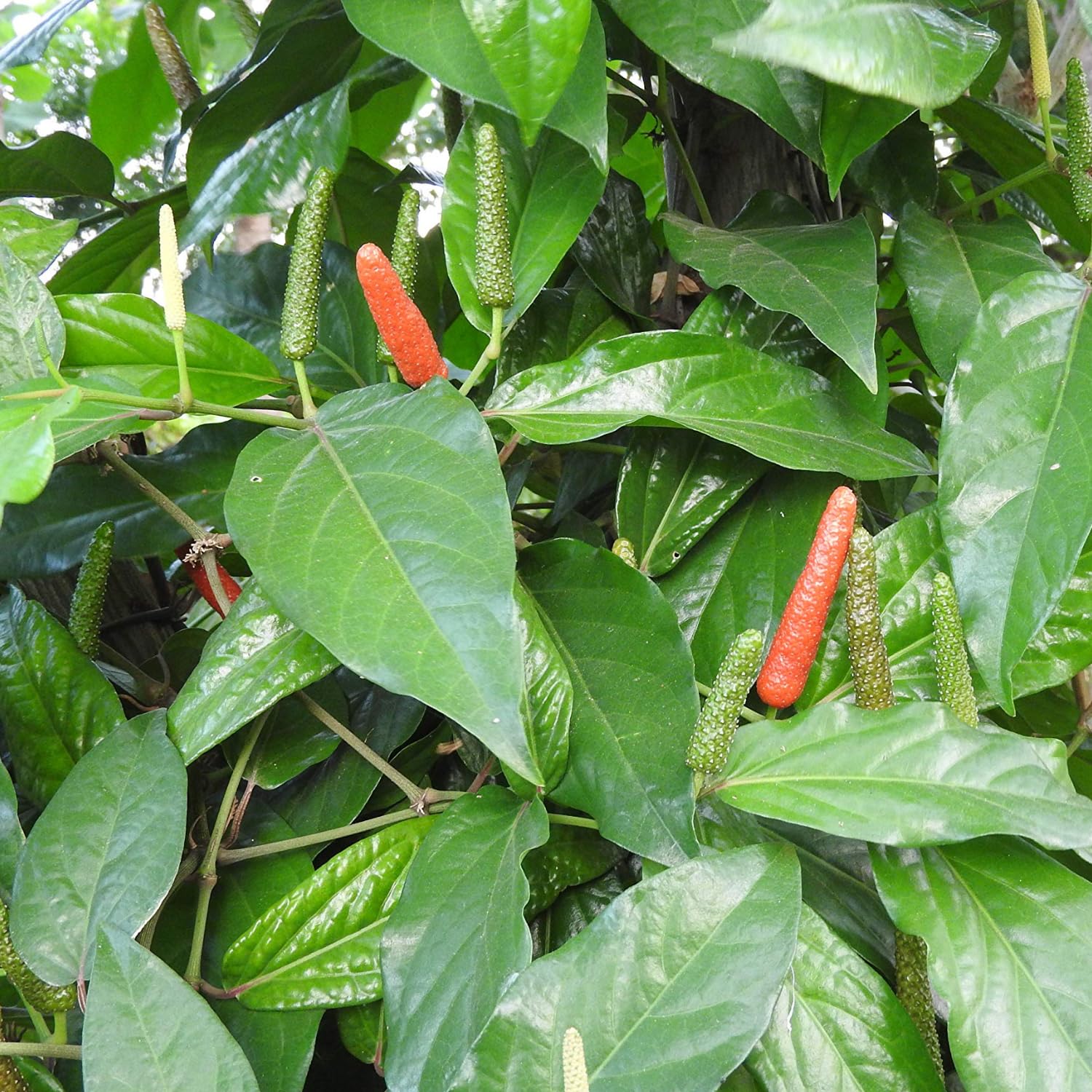 Hug A Plant | Thippali/Pippalli/Long pepper (Piper longum) Ornamental/Medicinal Live Plant (Home & Garden) (B0CB5Z6MPP) Amazon Price History, Amazon Price Tracker