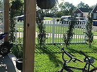 Review Image by Ant Ant