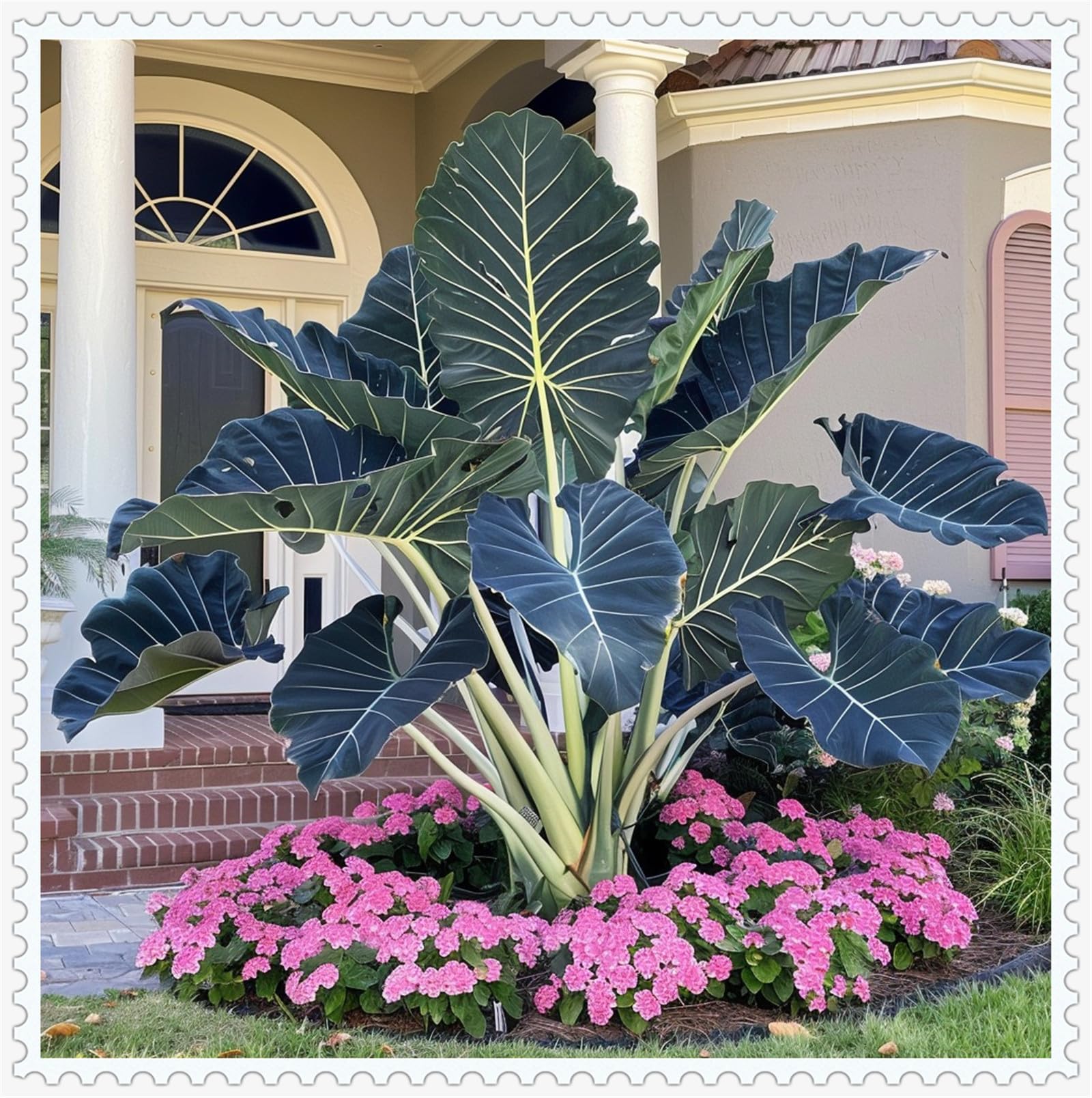 Greening Flower, Natural Organic, Cut Flowers, Good for Containers, Excellent Display, Alocasia Bulbs for Planting, Elephant Ear Bulbs for Planting-15 Bulbs-E