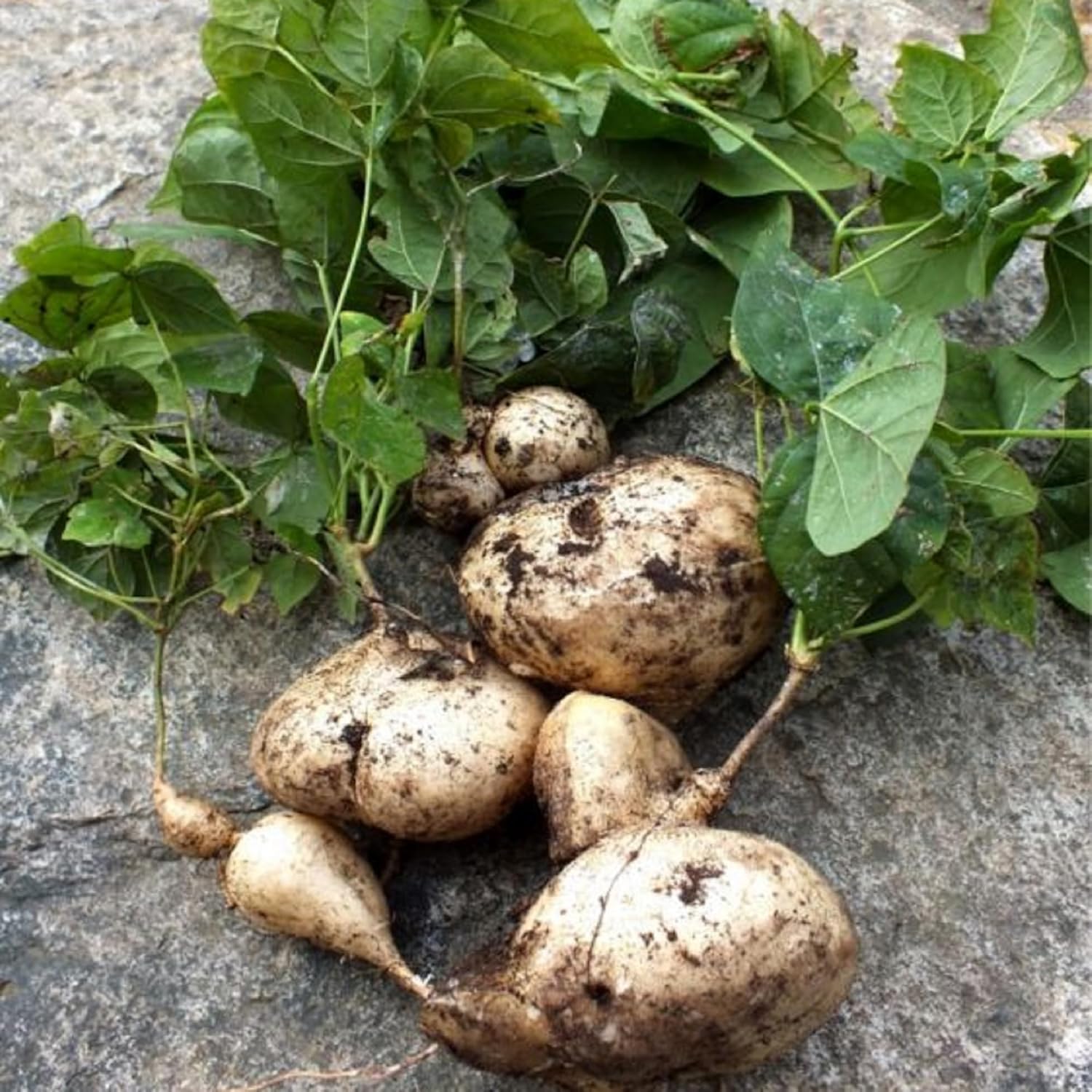 CHUXAY GARDEN Semillas de jícama, 100 semillas comestibles de nabo