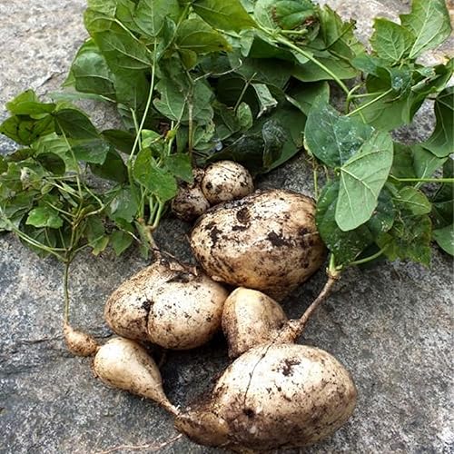 Miniatura 2 de CHUXAY GARDEN Semillas de jícama, 100 semillas comestibles de nabo mexicano de reliquia, cultivo alimentario sin OMG, semillas de supervivencia