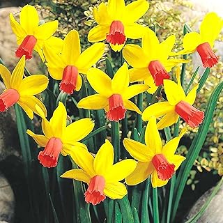 Narcissus JETFIRE Dwarf Rockery Daffodil NARCISSI Spring Flowering Bulbs (100)