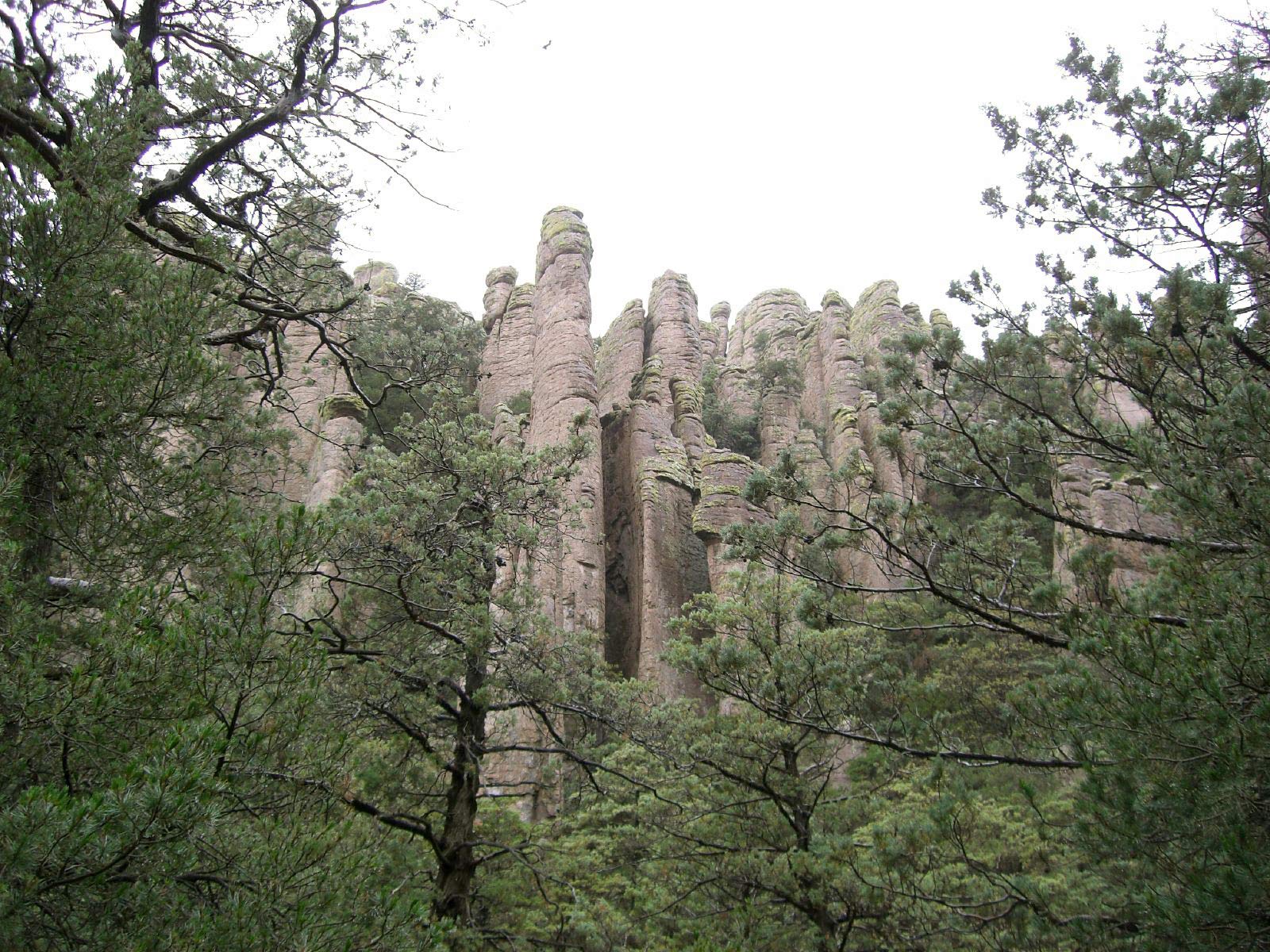 Amazon.co.jp: アリゾナイトスギ＜糸杉＞ 種子50粒 Arizona cypress 50