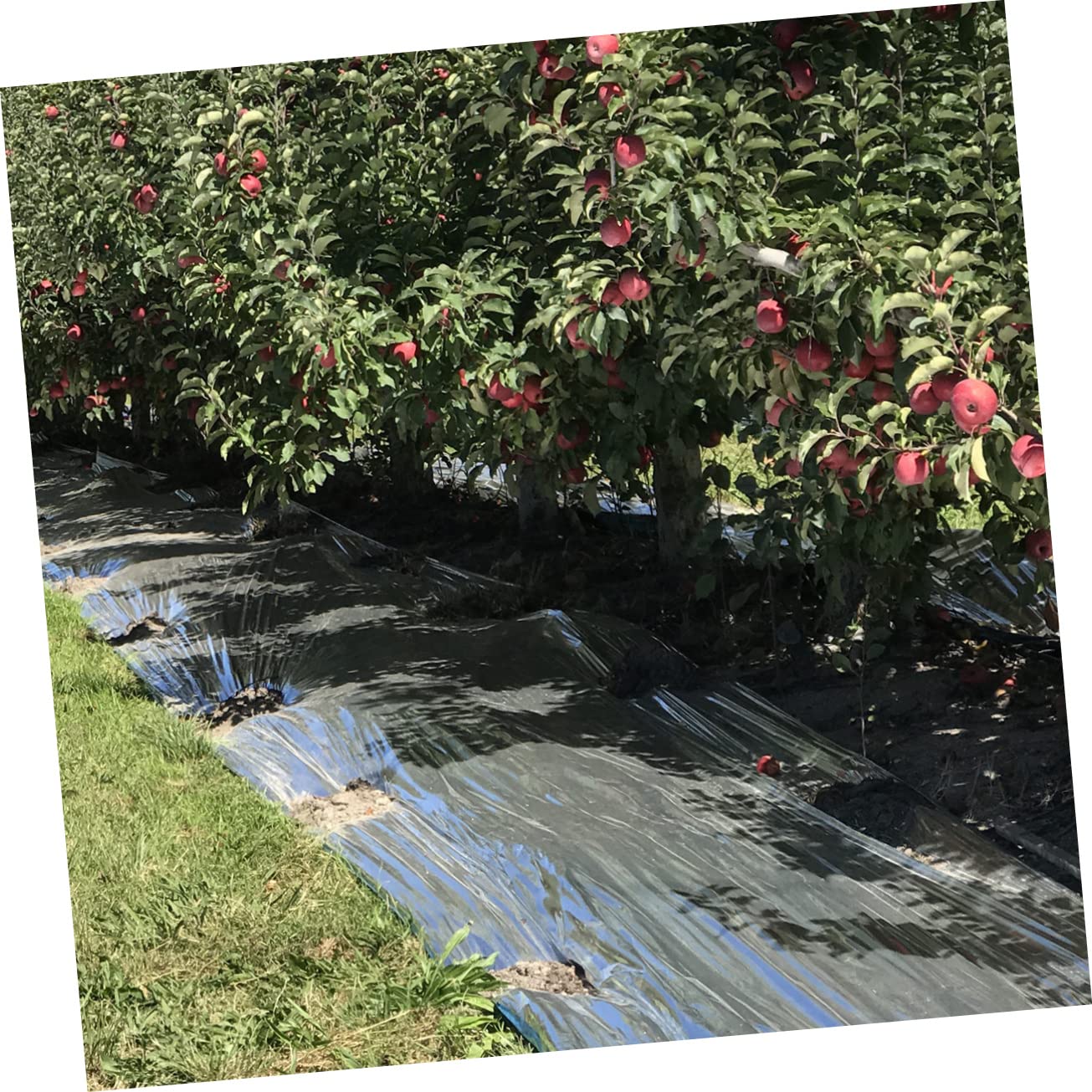 INOOMP 3pezzi Pellicola Riflettente per Giardino Telo Caldo Multiuso per Piante Serra Accessorio Pratico per Giardinaggio