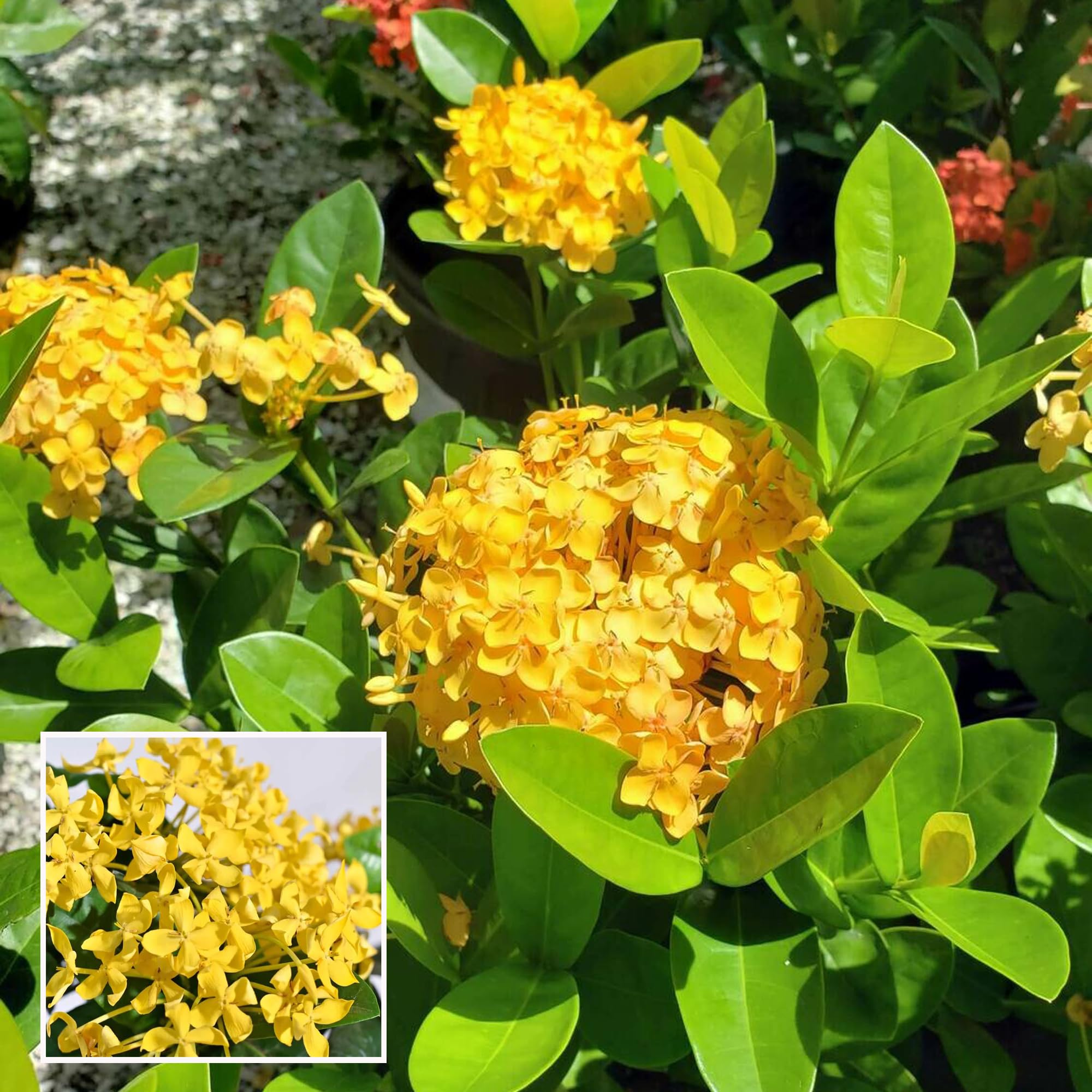 HAPING Yellow Colour Ixora Rukmini Rangan Flower Shrubs Live Plant (1.5-3 Feet Height) (B0CTTX1KXF) Amazon Price History, Amazon Price Tracker