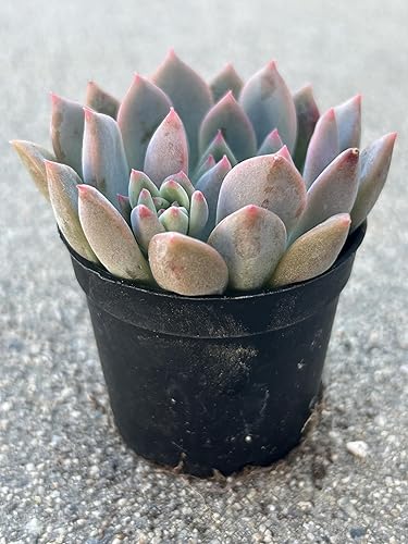 Miniatura 3 de Echeveria White Ice - Planta suculenta viva, maceta de 2 pulgadas, totalmente arraigada con tierra, decoración para el hogar y la oficina