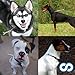 Name That Dog Breed