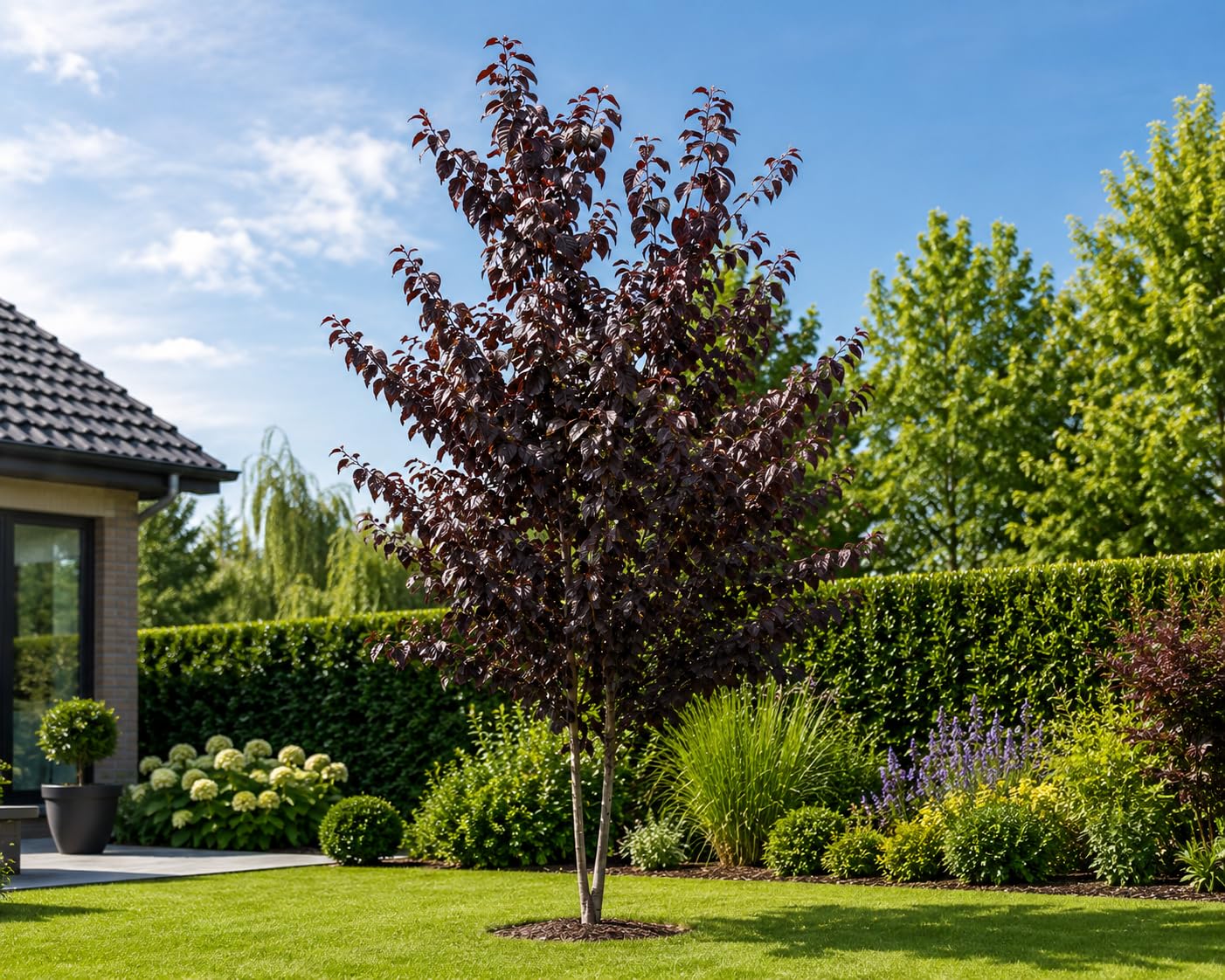 Blutpflaume Prunus cerasifera 'Pissardii' ca. 200 cm – Rotlaubiger Zierbaum, Zierpflaume mit rosa Blüte, winterhart, bienenfreundlich, Solitärbaum für Garten, Vorgarten & Allee