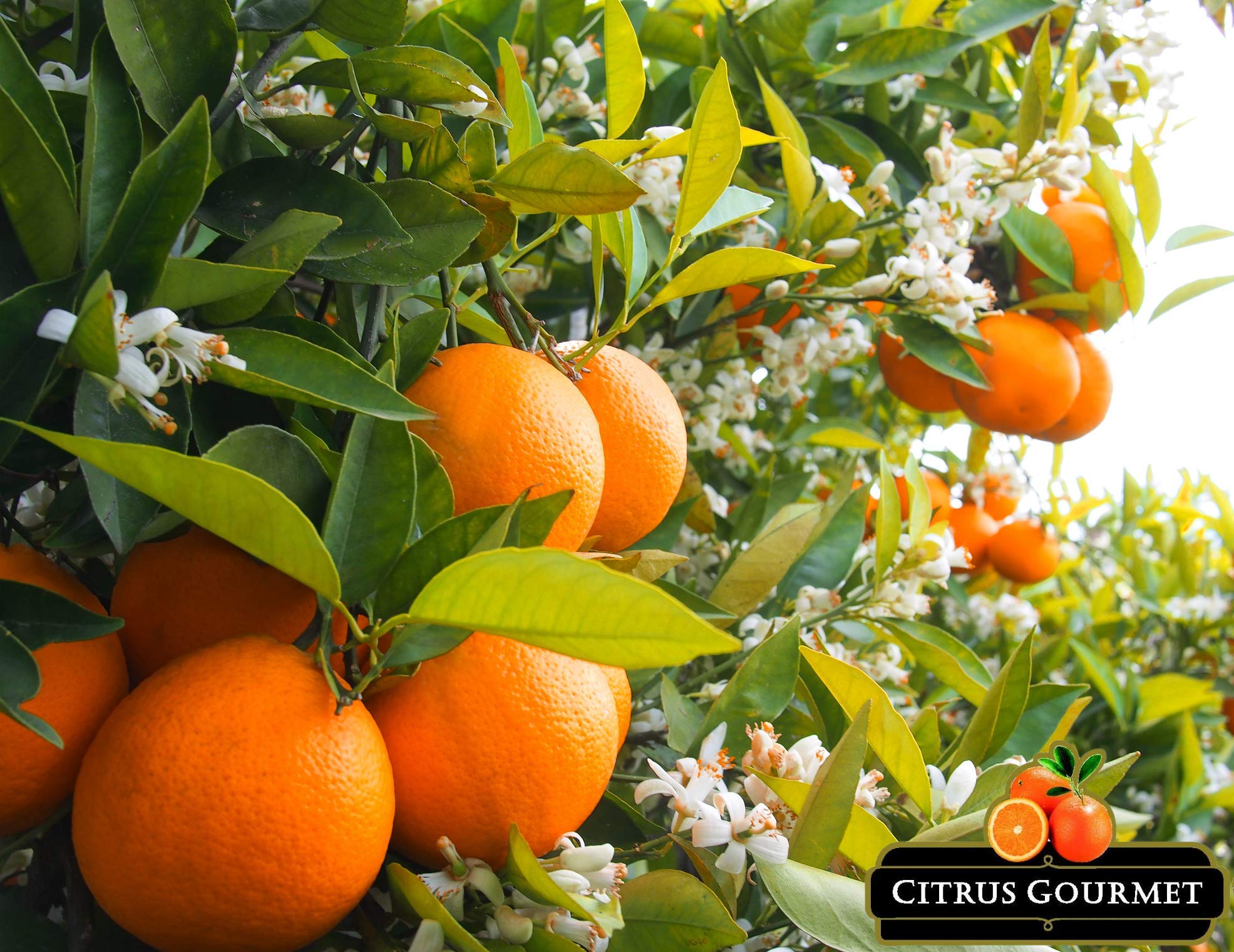 CITRUSGOURMET | Caja de Naranjas Valencianas de Zumo | Naranjas recien recolectadas | Fruta fresca naranjas de valencia (20)