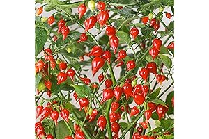Non-GMO Biquinho Red Hot Pepper Seeds