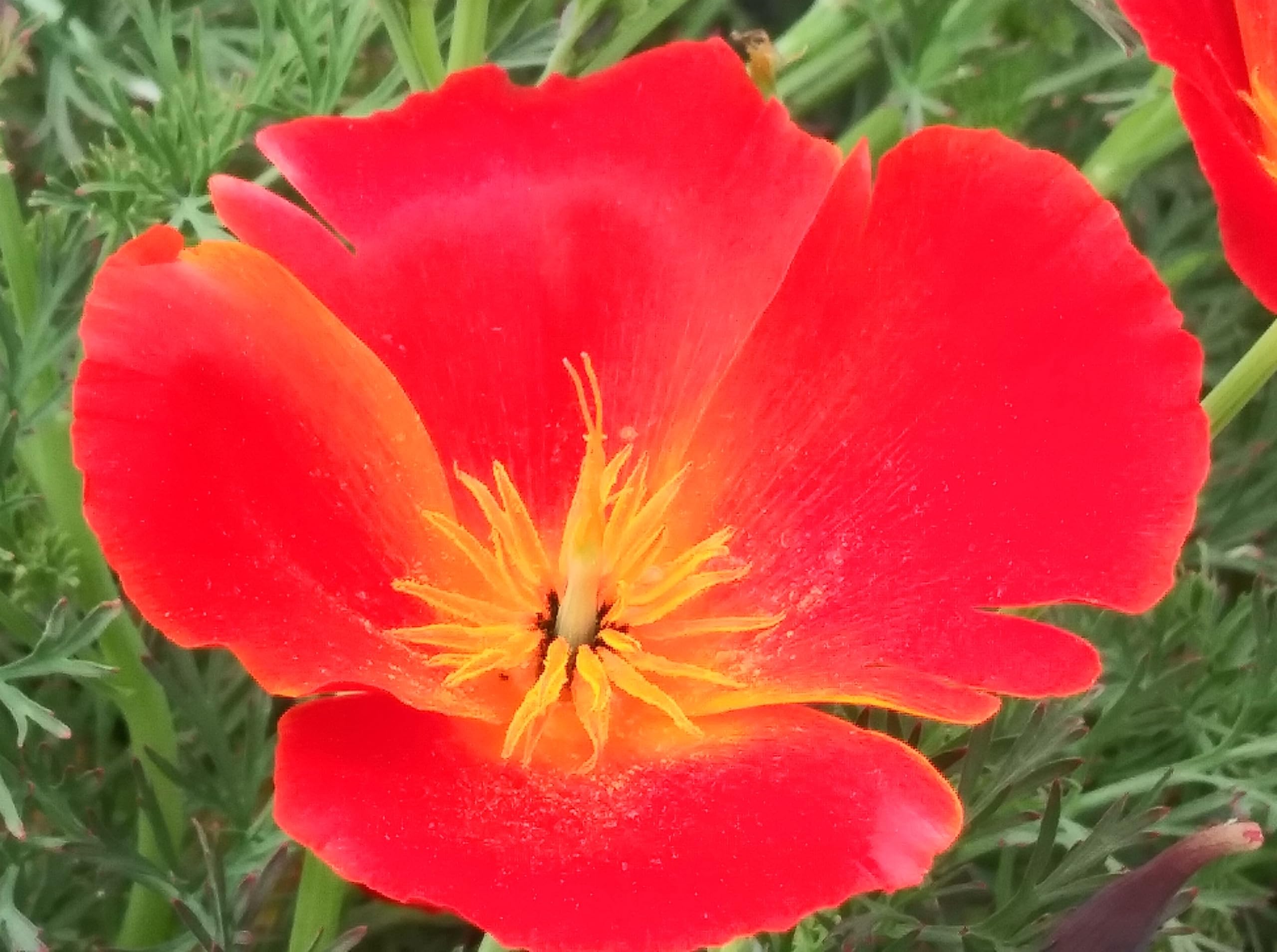 PREMIER SEEDS DIRECT - California Poppy Seeds - Mikado (20,000 Seeds)