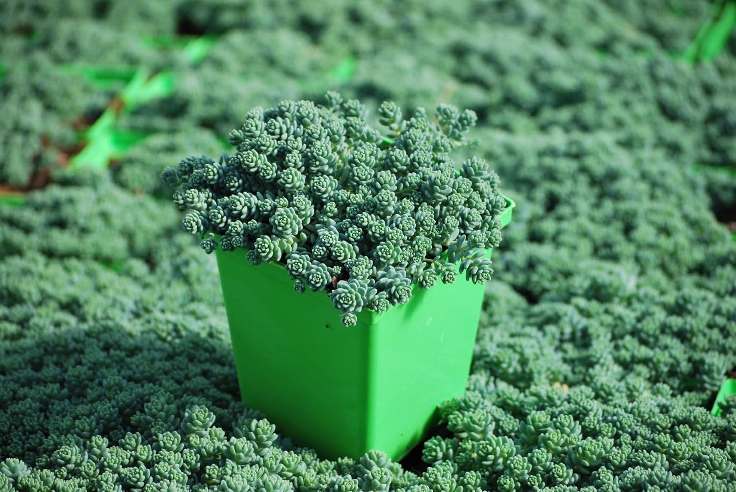 Sedum dasyphyllum 'Major' (Stonecrop)