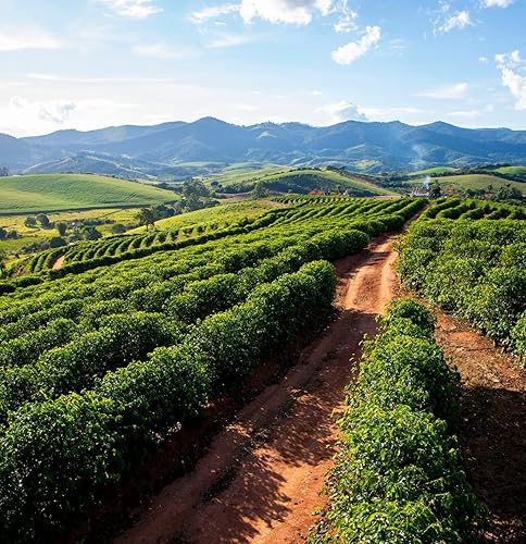 Miniatura 4 de Black Tucano Specialty Coffee - Café brasileño de grano entero tostado medio - Grano entero de mezcla premium - 8.8 onzas 8.82 oz