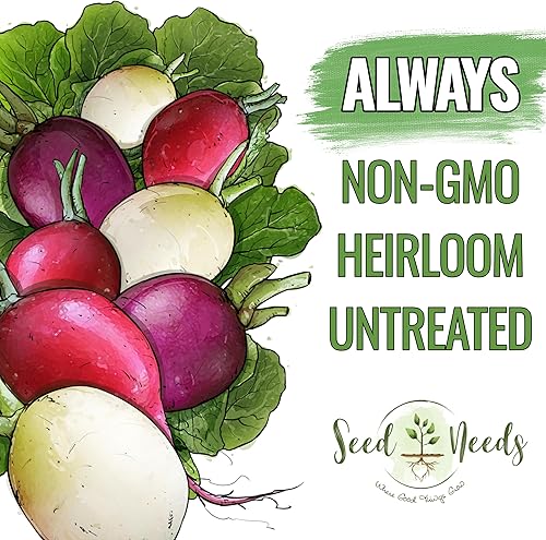 Miniatura 41 de Seed Needs Semillas de rábano para plantar rábanos sandía, reliquia sin OMG y sin tratar, cultiva un huerto cultivado en casa, cultivos para clima