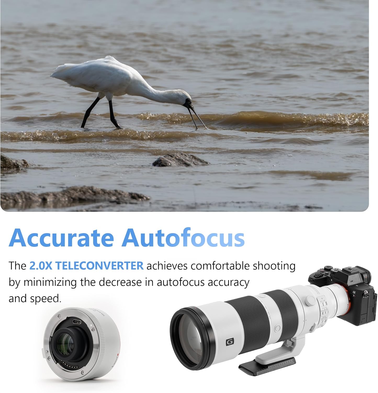 Image of a bird in water, with a green autofocus box indicating active autofocus tracking