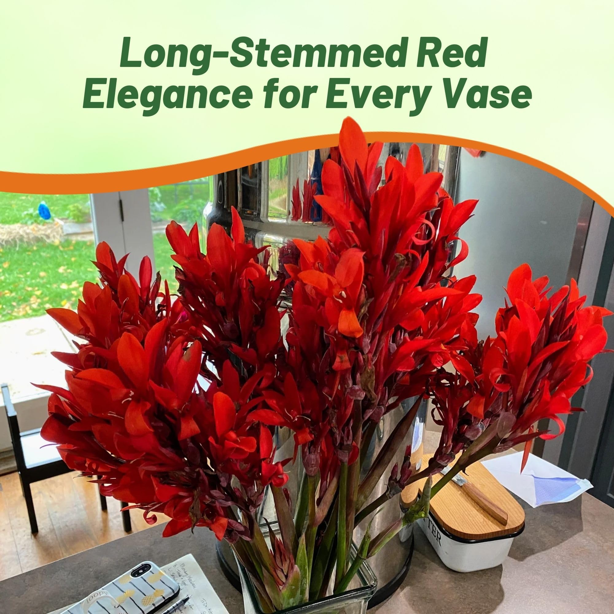 Amazon.com : Outsidepride Red Canna Lily Flower Seeds - 10 Pcs