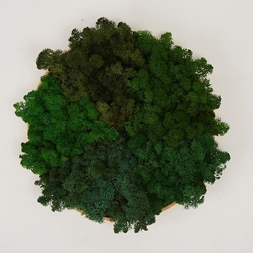 Miniatura 48 de Musgo de Reno Preservado Verde Natural Kit de Bricolaje Arte de Jardinería Decoración de Pared Decoración de Floristería Decoración de Mesa