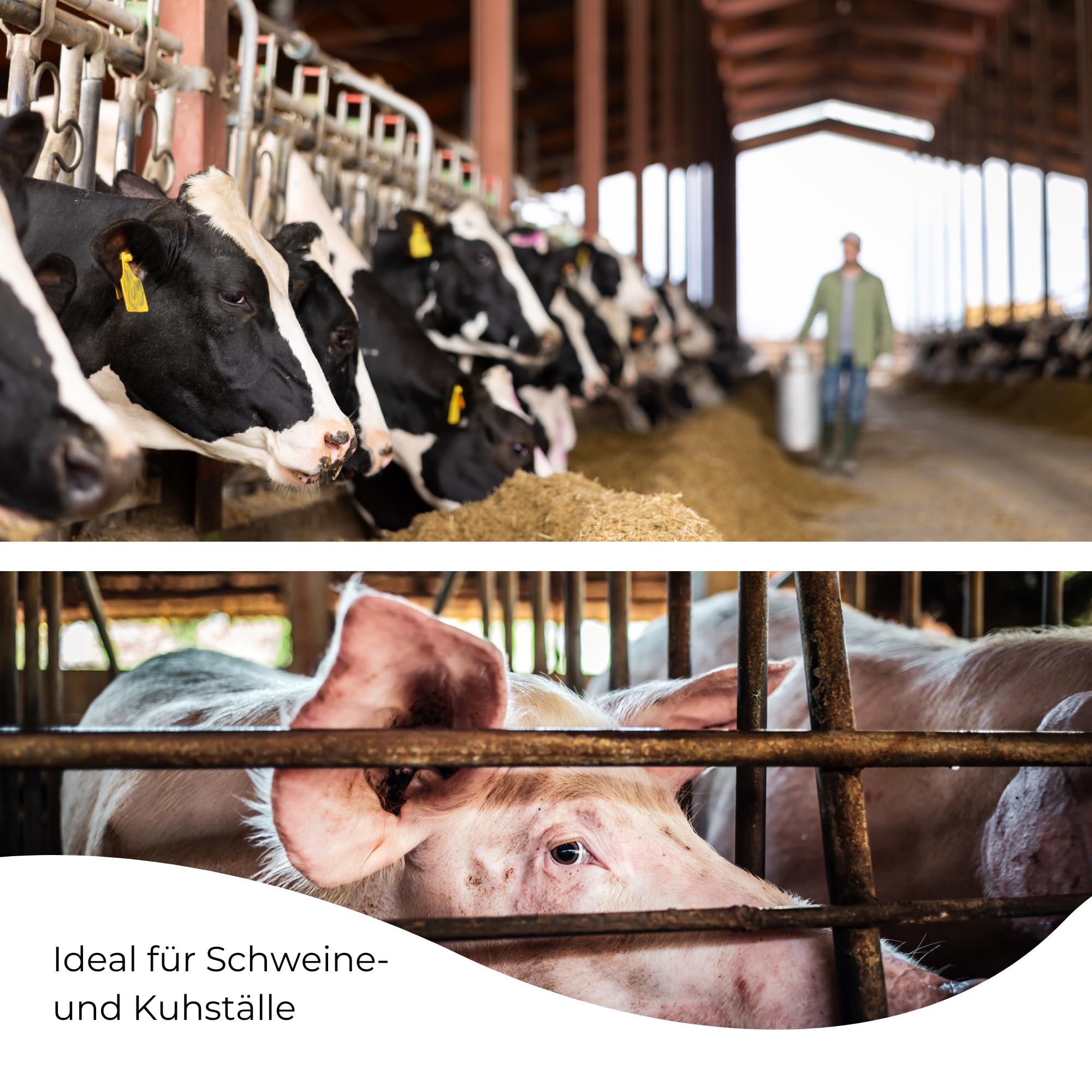 LED Feuchtraumleuchte 120cm 36W 4000K IP66 12er Set 4300lm | DLG anerkannt, Ammoniakbeständig, Agrarleuchte für Stall