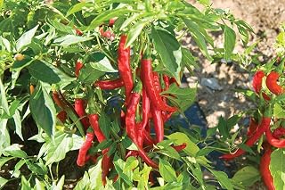 Seeds Germination Seeds: 100 Seeds: USA F1 Hybrid Red Flame Chili Pepper 25-100 Seeds: Only Seeds
