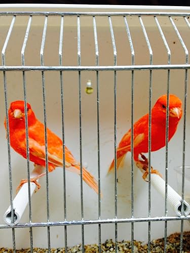 Miniatura 6 de Semillas Canarias 4.5LB Plain 100% Doble LimpiadoComida para pájaros Ideal para Canarios, Pinzones, Periquitos, Conures y Periquitos