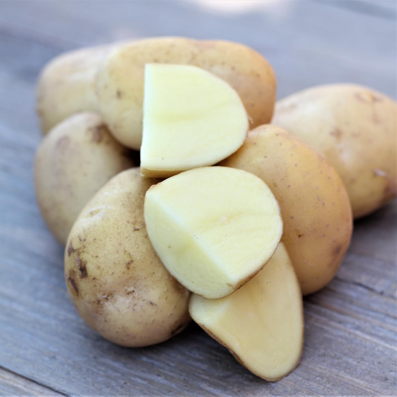 Organic US Grown Potato Medley Mix - 10 Seed Potatoes Mixed Colors Red, Purple and Yellow from Easy to Grow Bulbs TM