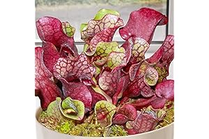QAUZUY Premium Sarracenia Purpurea Purple Pitcher Plant Seeds