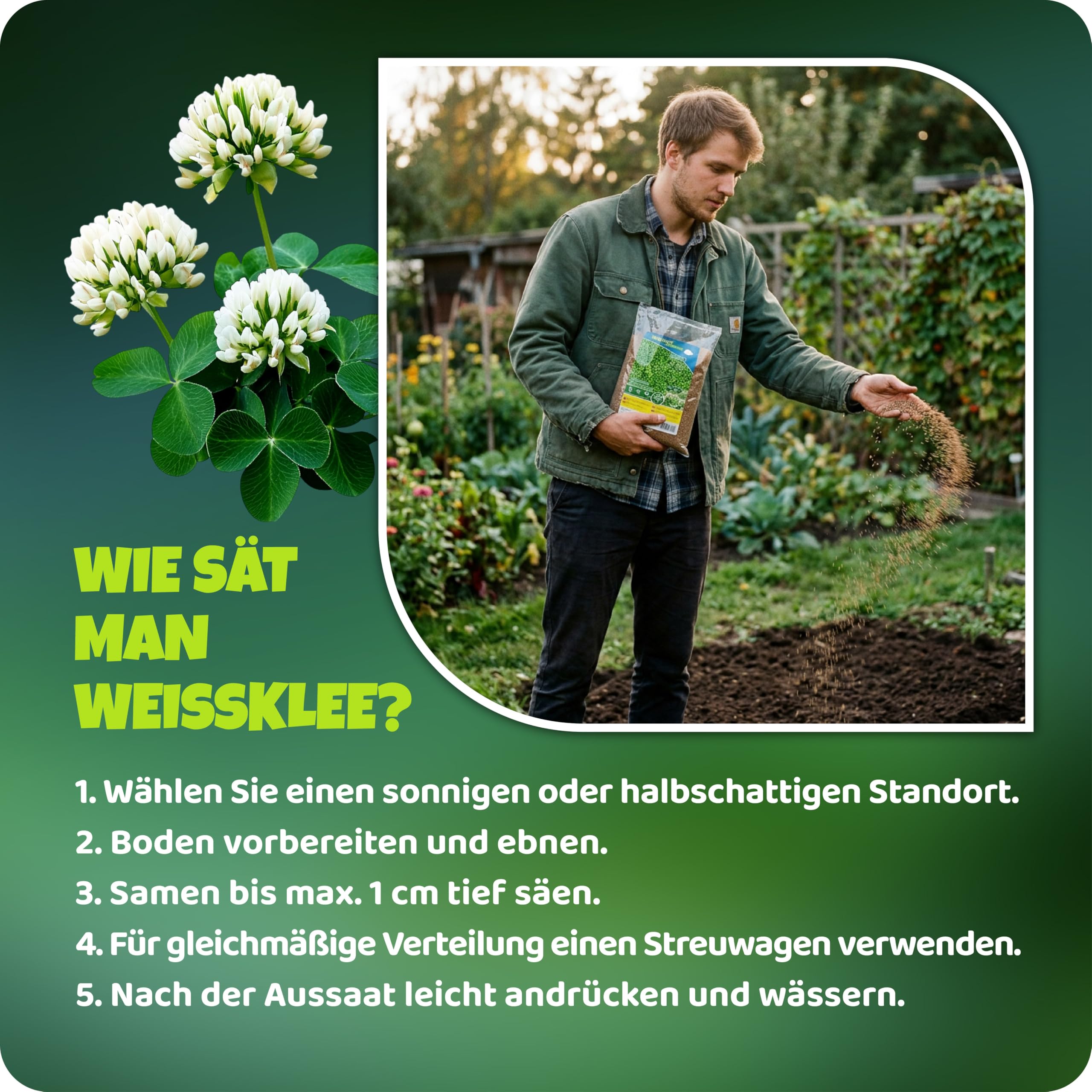 Mikroklee - Weißklee Trifolium repens 500g - Rasenklee bereichert den Rasen - Klee Samen zur Anlockung von Bienen -Saatgut für gleichmäßige, dichte Grasnarbe das ganze Jahr über