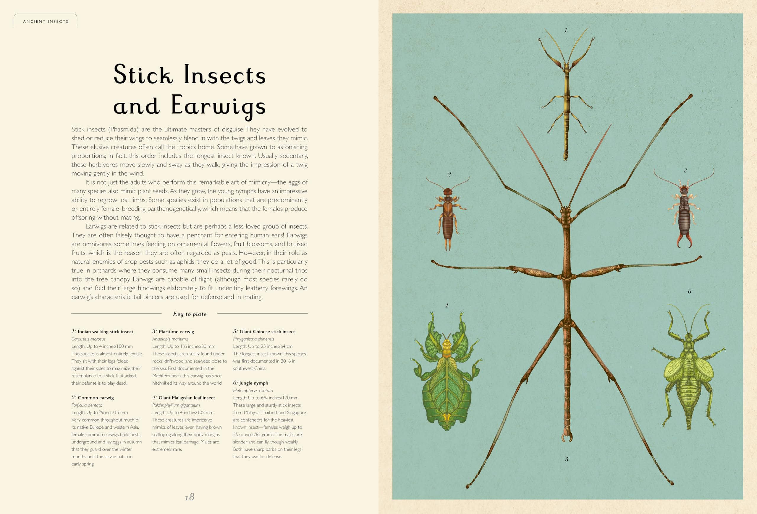 Insectarium