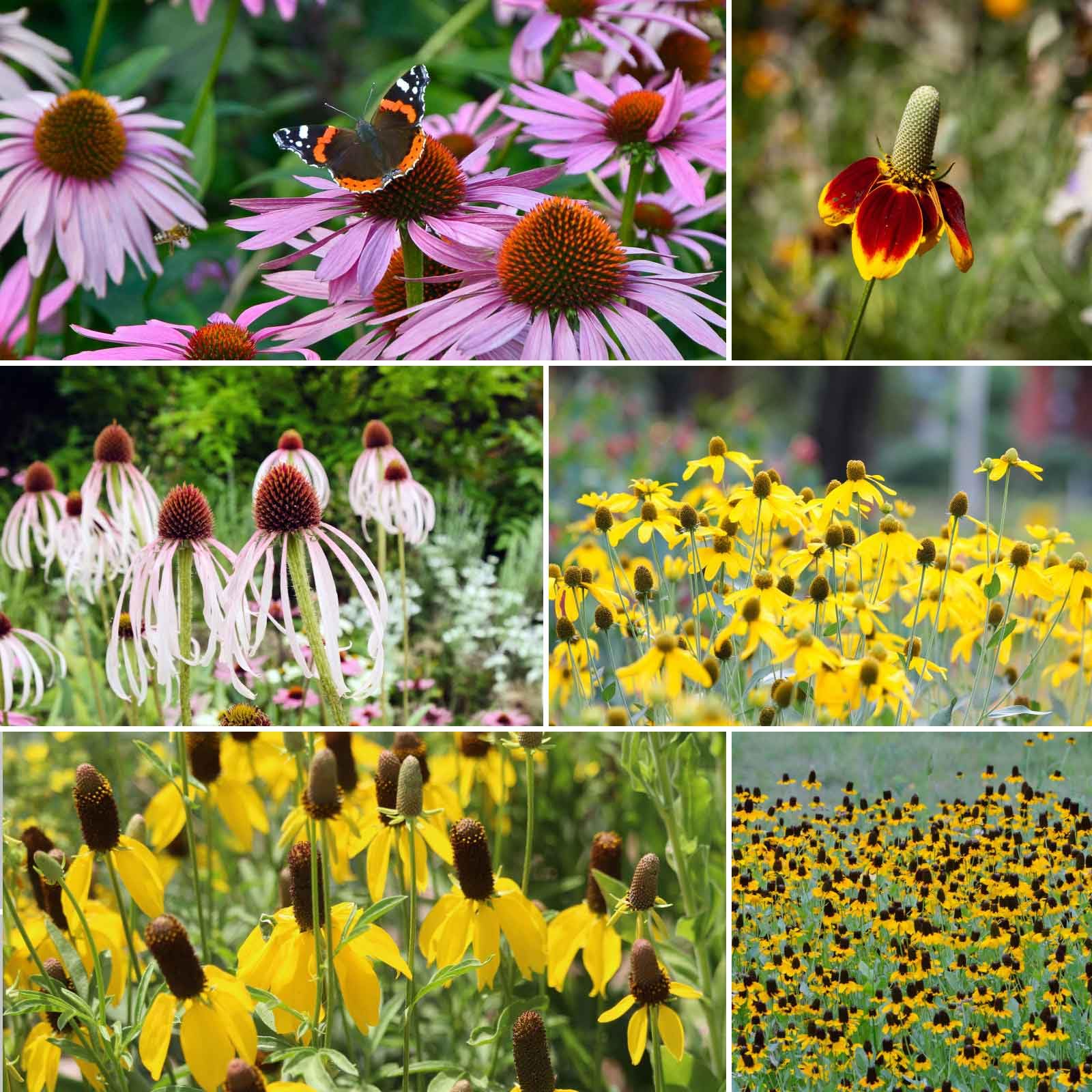 Eden Brothers Conehead Flower Mixed Seeds