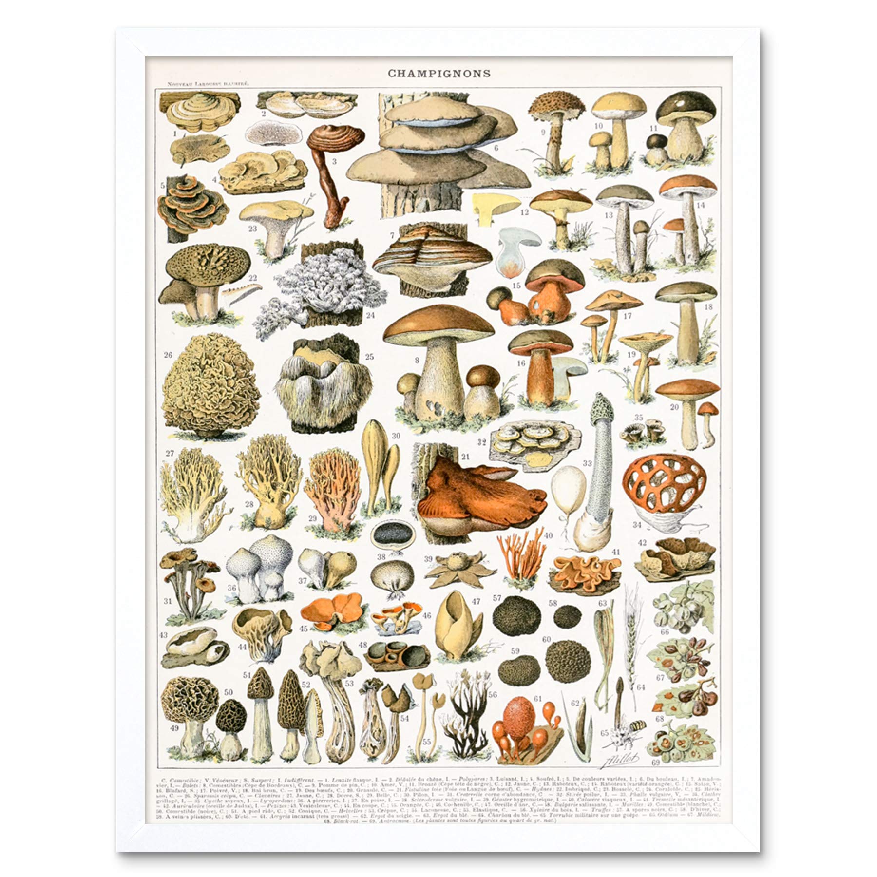 Artery8 Millot Encyclopedia Page Molluscs Shells Art Print Framed Poster Wall Decor 12x16 inch — view 125