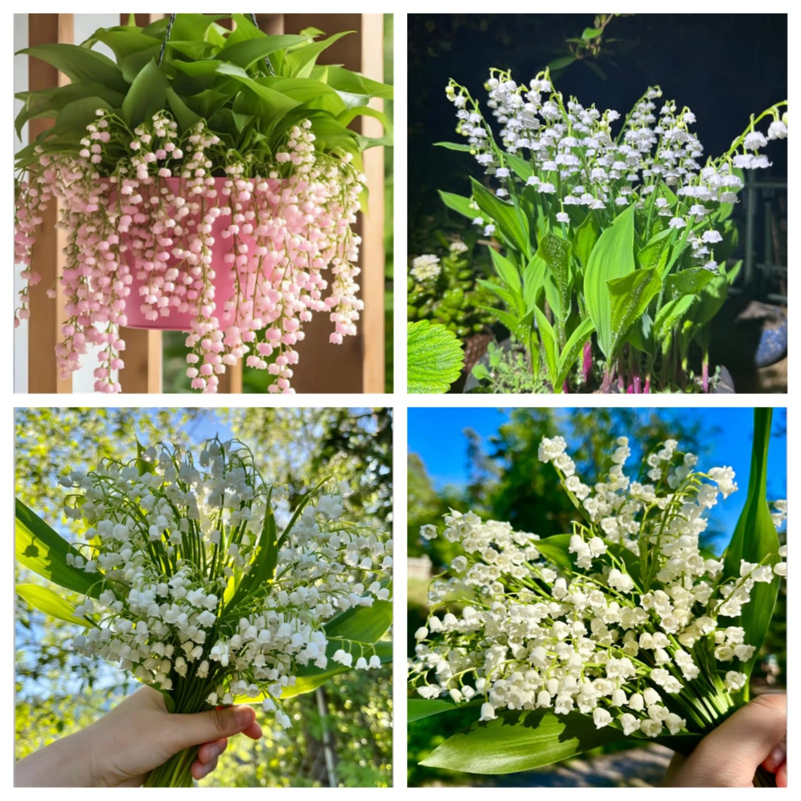 Lily of The Valley Bulbs Excellent Display Indoor Perennial Balcony Garden Bulbs Can Be Potted Aromatic-20bulbs-E
